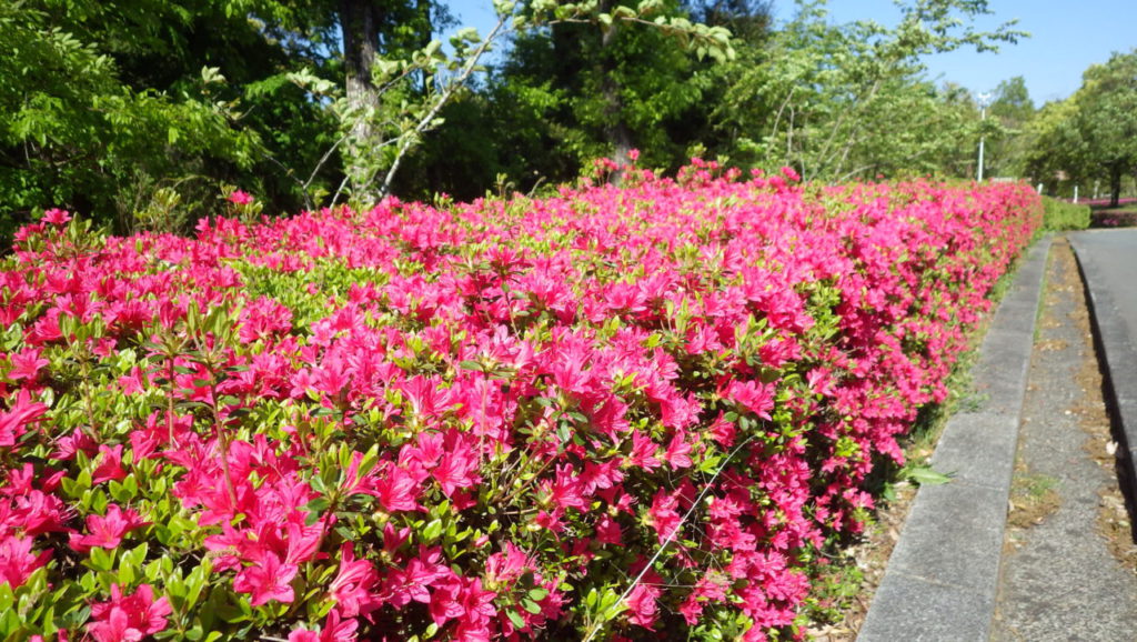 ツツジの毒より危険な花や植物はこんなにある 知らないとヤバいことに 知ってスッキリ